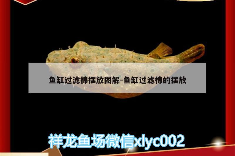 魚缸過(guò)濾棉擺放圖解:魚缸過(guò)濾棉的擺放 福滿鉆魚 第2張