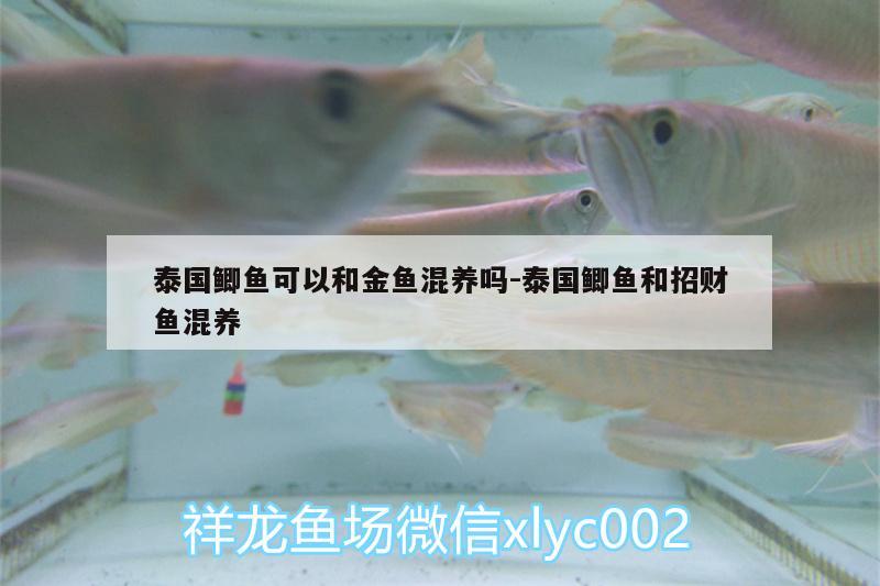 泰國(guó)鯽魚可以和金魚混養(yǎng)嗎:泰國(guó)鯽魚和招財(cái)魚混養(yǎng) 七彩神仙魚