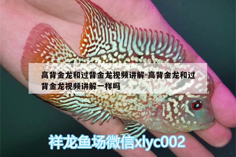 高背金龍和過背金龍視頻講解:高背金龍和過背金龍視頻講解一樣嗎 潛水泵