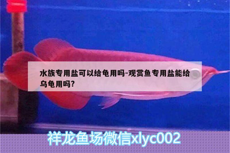 水族專用鹽可以給龜用嗎:觀賞魚專用鹽能給烏龜用嗎?