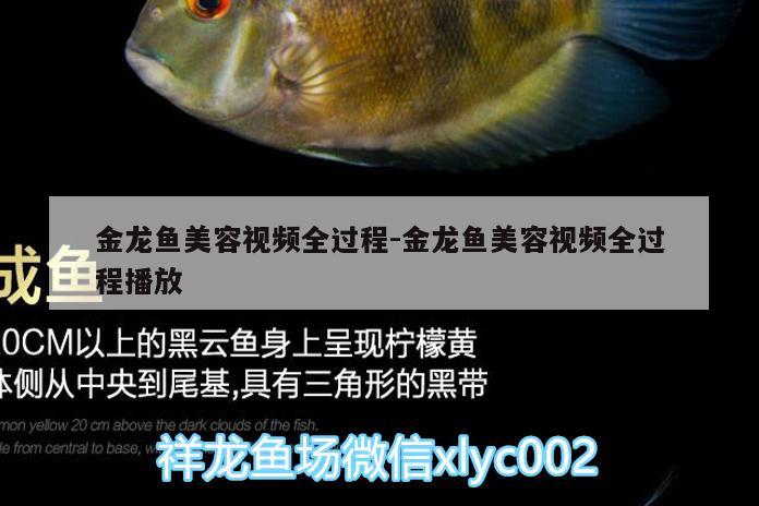 金龍魚美容視頻全過程:金龍魚美容視頻全過程播放 白子黃化銀龍魚