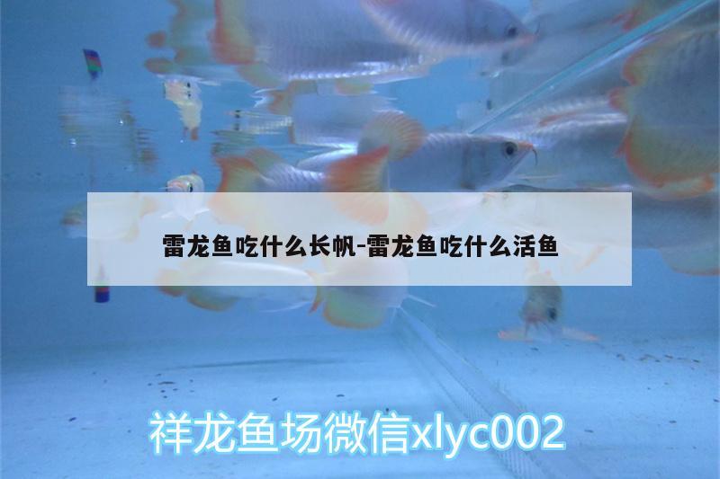 雷龍魚吃什么長帆:雷龍魚吃什么活魚 印尼四紋虎