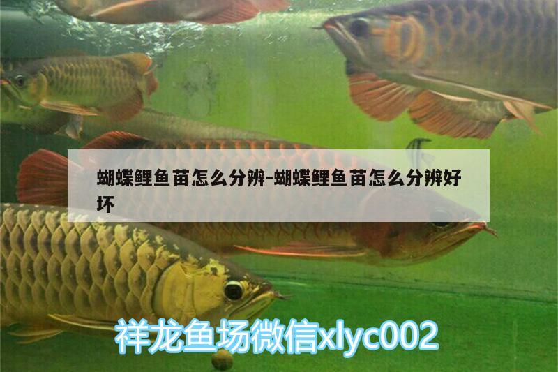 蝴蝶鯉魚(yú)苗怎么分辨:蝴蝶鯉魚(yú)苗怎么分辨好壞