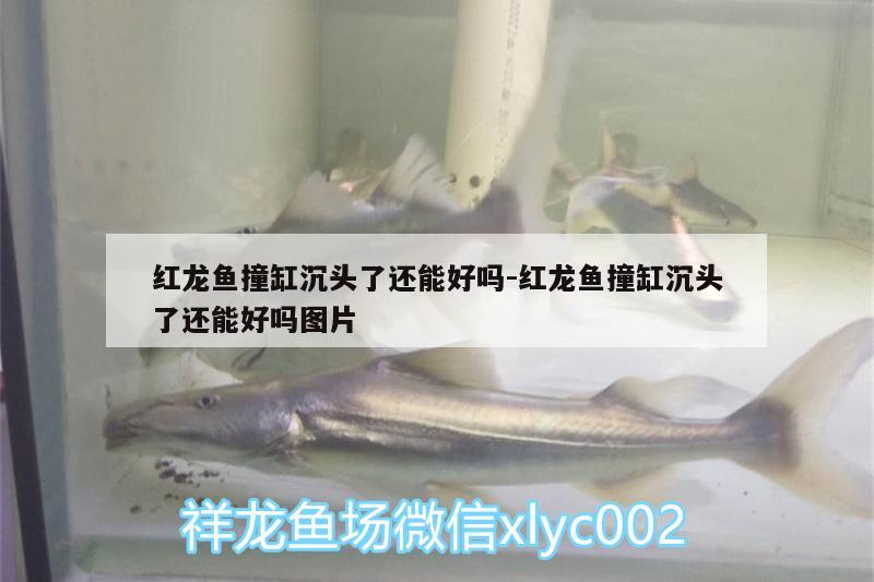 紅龍魚撞缸沉頭了還能好嗎:紅龍魚撞缸沉頭了還能好嗎圖片 三間鼠魚