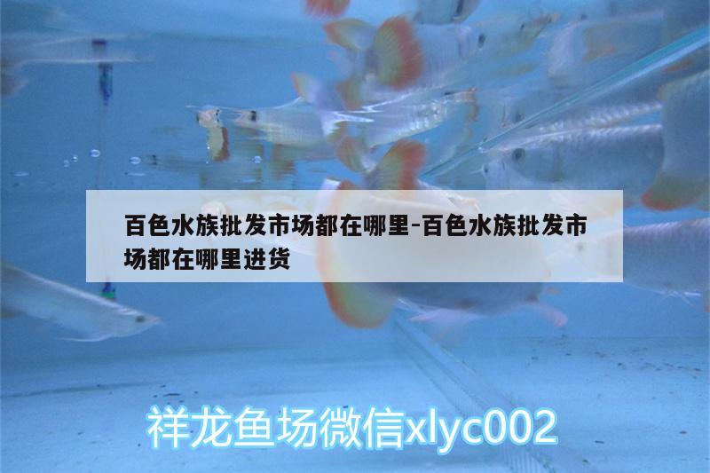 百色水族批發(fā)市場都在哪里:百色水族批發(fā)市場都在哪里進(jìn)貨