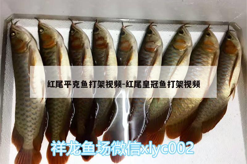 紅尾平克魚打架視頻:紅尾皇冠魚打架視頻