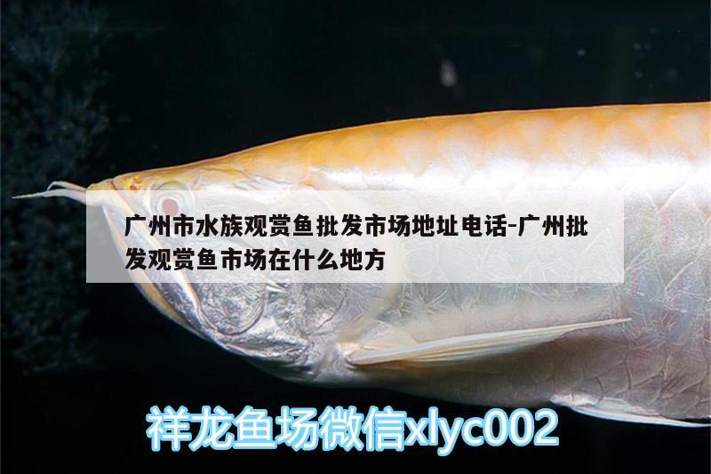 廣州市水族觀賞魚(yú)批發(fā)市場(chǎng)地址電話:廣州批發(fā)觀賞魚(yú)市場(chǎng)在什么地方 觀賞魚(yú)批發(fā)