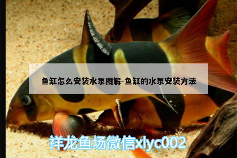 魚缸怎么安裝水泵圖解:魚缸的水泵安裝方法