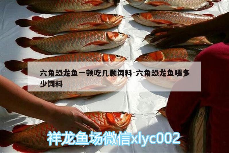 六角恐龍魚一頓吃幾顆飼料:六角恐龍魚喂多少飼料 魚缸/水族箱