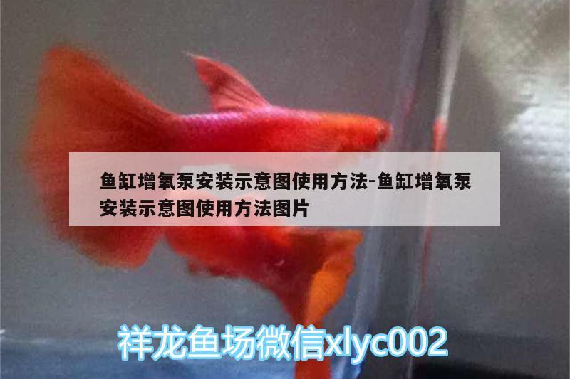 魚缸增氧泵安裝示意圖使用方法:魚缸增氧泵安裝示意圖使用方法圖片