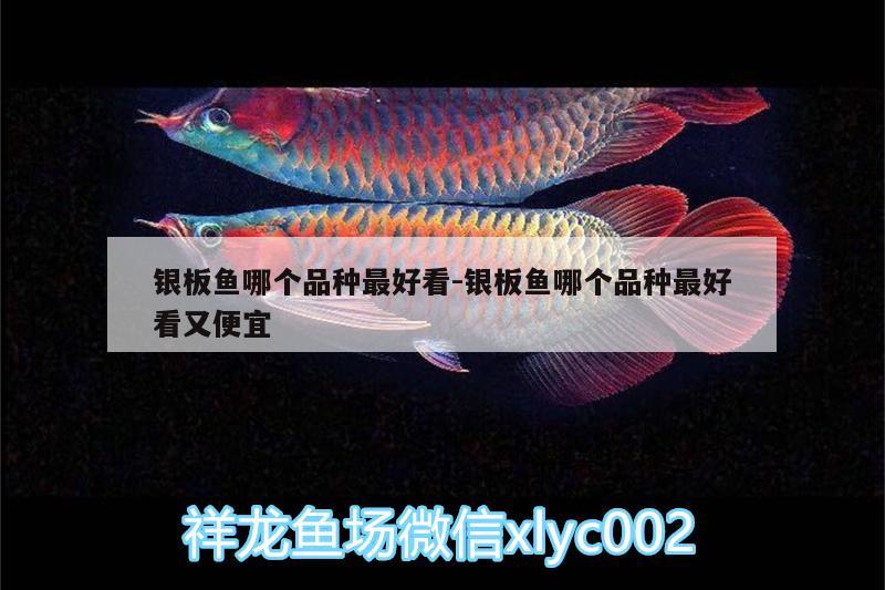 銀板魚哪個品種最好看:銀板魚哪個品種最好看又便宜