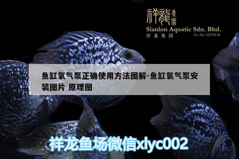 魚缸氧氣泵正確使用方法圖解:魚缸氧氣泵安裝圖片原理圖