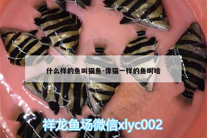 什么樣的魚叫貓魚:像貓一樣的魚叫啥 哥倫比亞巨暴魚苗