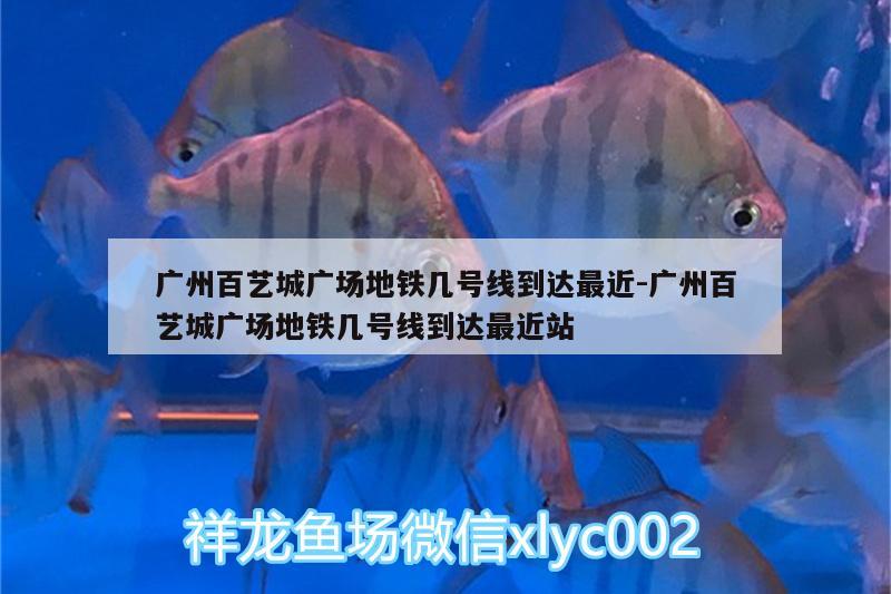 廣州百藝城廣場地鐵幾號線到達最近:廣州百藝城廣場地鐵幾號線到達最近站 白子關刀魚苗 第1張