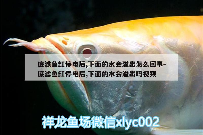 底濾魚缸停電后,下面的水會溢出怎么回事:底濾魚缸停電后,下面的水會溢出嗎視頻 粗線銀版魚苗