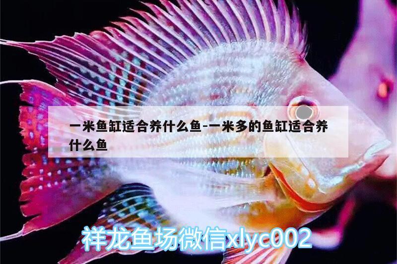 一米魚缸適合養(yǎng)什么魚:一米多的魚缸適合養(yǎng)什么魚 熱帶魚魚苗批發(fā)