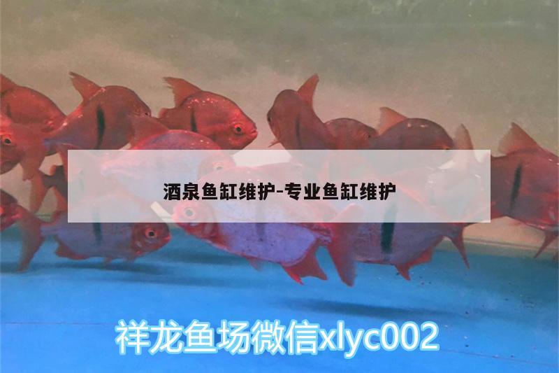 酒泉魚缸維護:專業(yè)魚缸維護 黃金貓魚百科