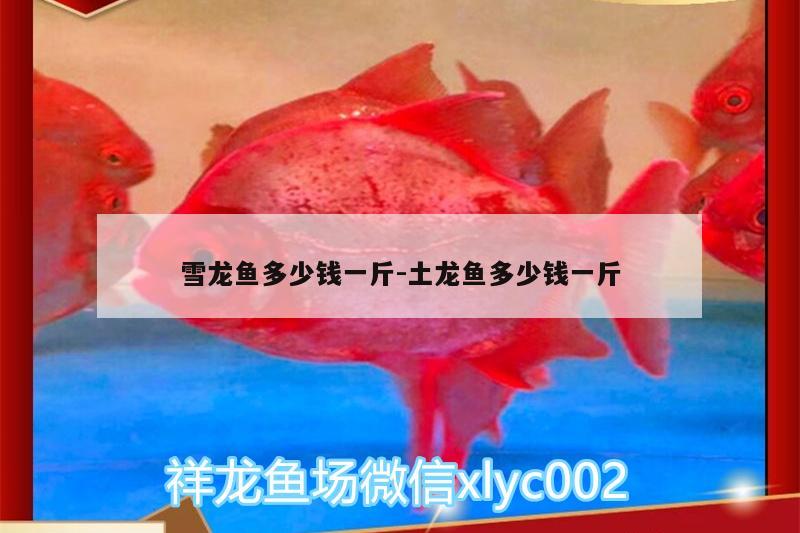 雪龍魚多少錢一斤:土龍魚多少錢一斤 魚缸/水族箱