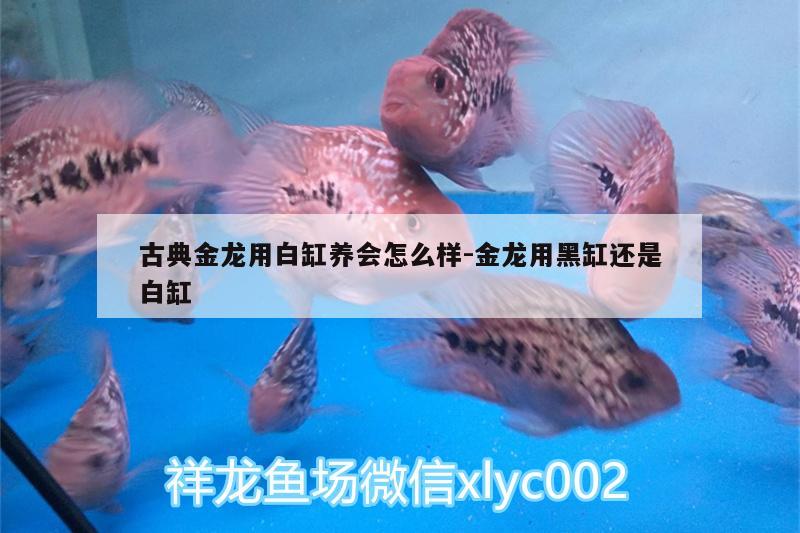 古典金龍用白缸養(yǎng)會(huì)怎么樣:金龍用黑缸還是白缸 野彩魚