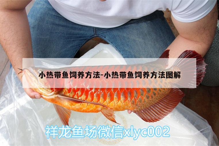 小熱帶魚飼養(yǎng)方法:小熱帶魚飼養(yǎng)方法圖解 女王大帆魚苗