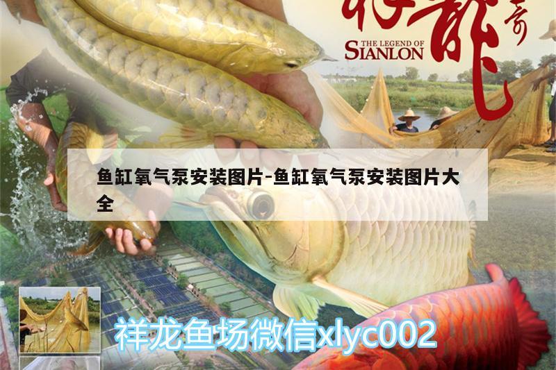 魚缸氧氣泵安裝圖片:魚缸氧氣泵安裝圖片大全 過濾設(shè)備