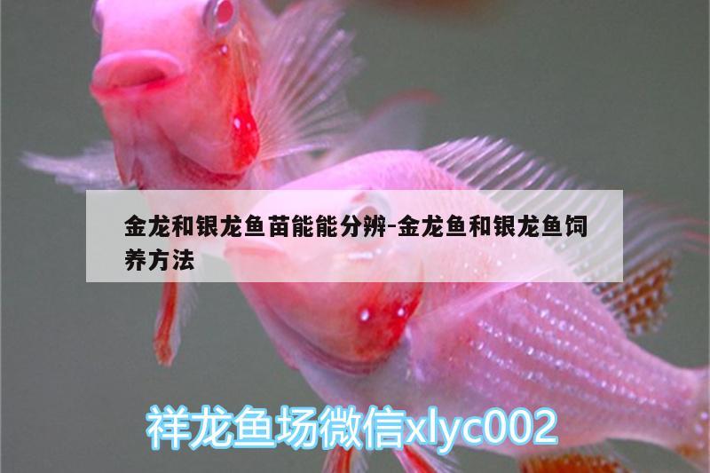 金龍和銀龍魚苗能能分辨:金龍魚和銀龍魚飼養(yǎng)方法 銀龍魚