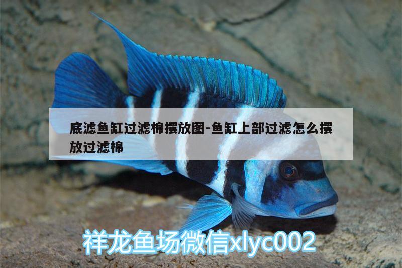 底濾魚缸過(guò)濾棉擺放圖:魚缸上部過(guò)濾怎么擺放過(guò)濾棉 蝴蝶鯉魚苗