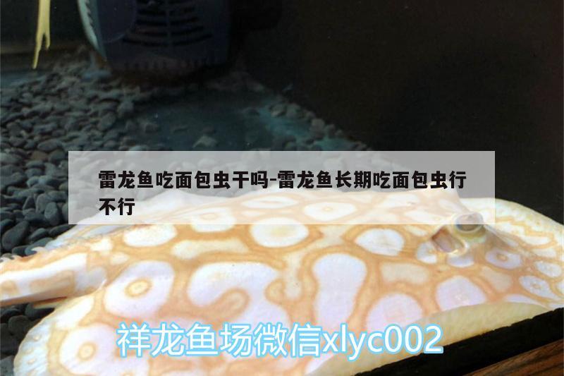 雷龍魚吃面包蟲干嗎:雷龍魚長期吃面包蟲行不行 古典過背金龍魚