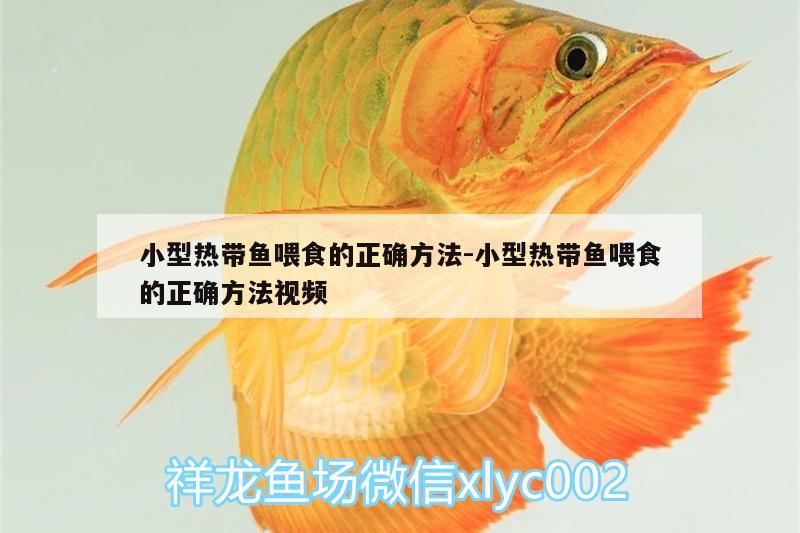 小型熱帶魚喂食的正確方法:小型熱帶魚喂食的正確方法視頻 廣州觀賞魚批發(fā)市場(chǎng)