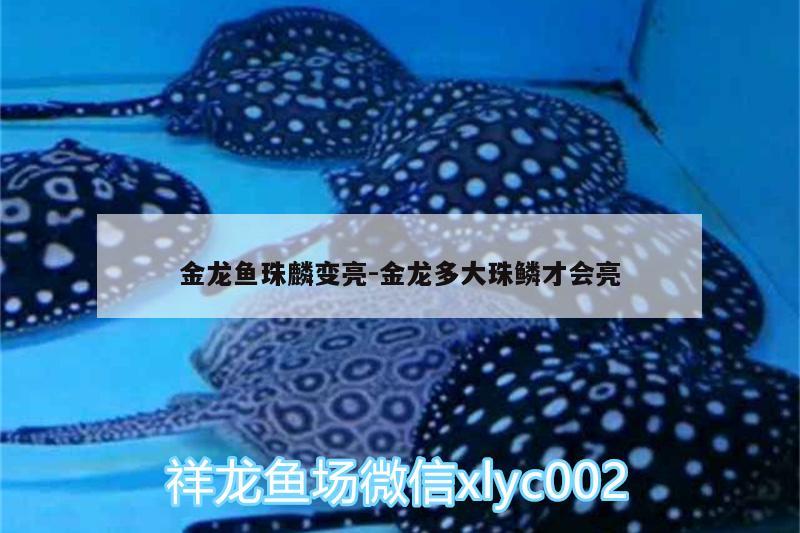 金龍魚珠麟變亮:金龍多大珠鱗才會亮