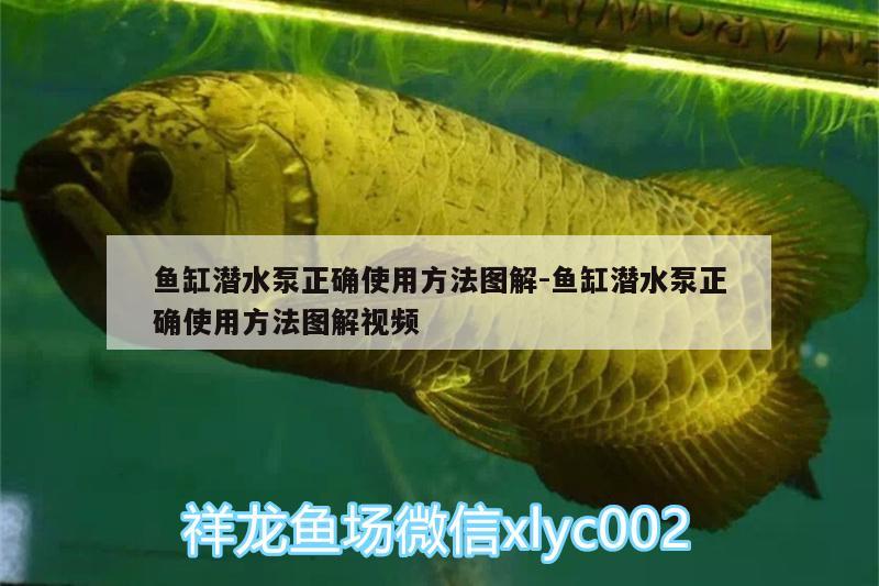 魚缸潛水泵正確使用方法圖解:魚缸潛水泵正確使用方法圖解視頻