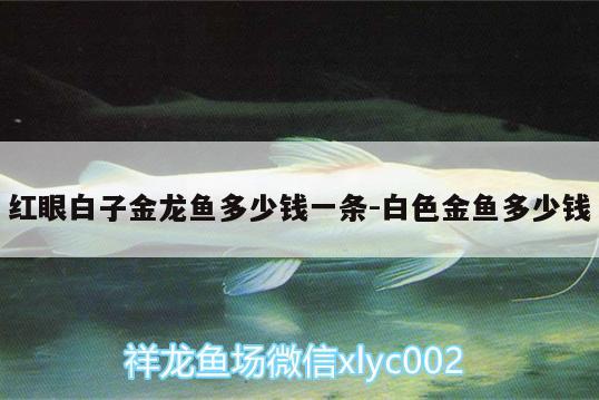 紅眼白子金龍魚(yú)多少錢(qián)一條:白色金魚(yú)多少錢(qián) 白子金龍魚(yú)