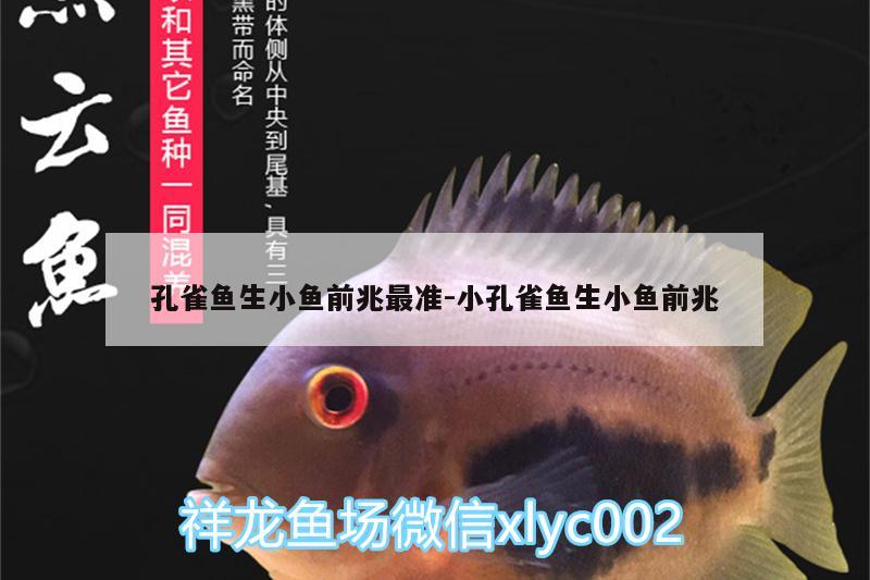 孔雀魚生小魚前兆最準(zhǔn):小孔雀魚生小魚前兆