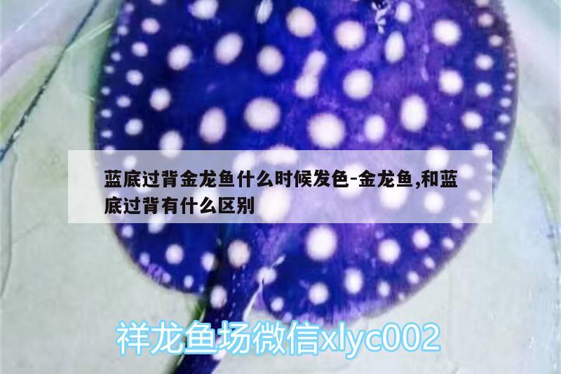 藍底過背金龍魚什么時候發(fā)色:金龍魚,和藍底過背有什么區(qū)別