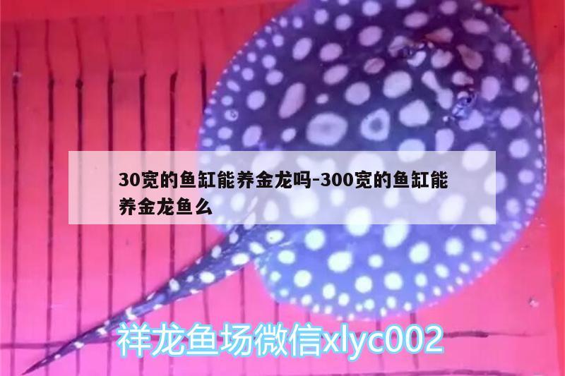 30寬的魚缸能養(yǎng)金龍嗎:300寬的魚缸能養(yǎng)金龍魚么 玫瑰銀版魚