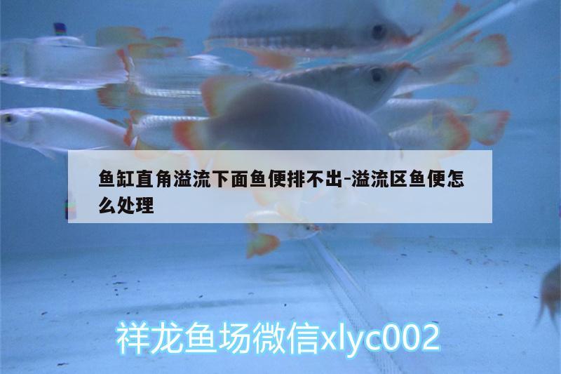 魚缸直角溢流下面魚便排不出:溢流區(qū)魚便怎么處理 野生埃及神仙魚