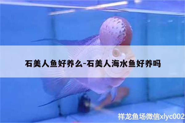 石美人魚好養(yǎng)么:石美人海水魚好養(yǎng)嗎 海水魚