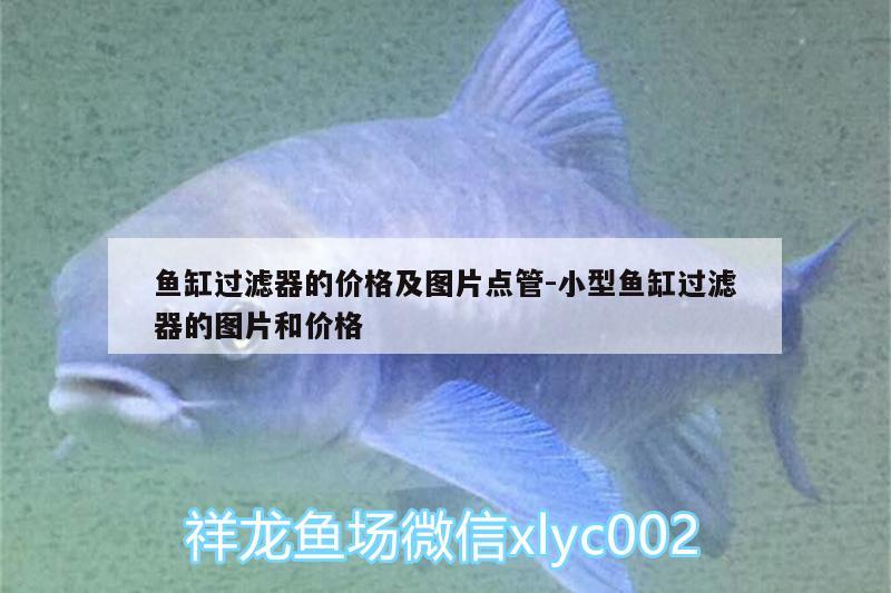 魚缸過濾器的價(jià)格及圖片點(diǎn)管:小型魚缸過濾器的圖片和價(jià)格 粗線銀版魚苗