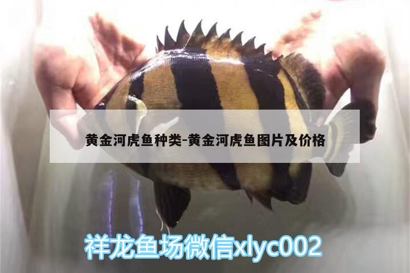 黃金河虎魚種類:黃金河虎魚圖片及價格 虎魚百科