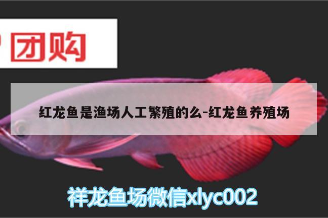 紅龍魚(yú)是漁場(chǎng)人工繁殖的么:紅龍魚(yú)養(yǎng)殖場(chǎng)