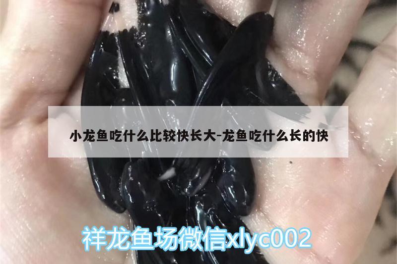 小龍魚吃什么比較快長大:龍魚吃什么長的快