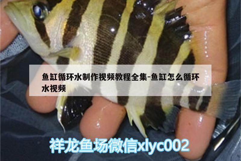 魚缸循環(huán)水制作視頻教程全集:魚缸怎么循環(huán)水視頻 白子黑帝王魟魚