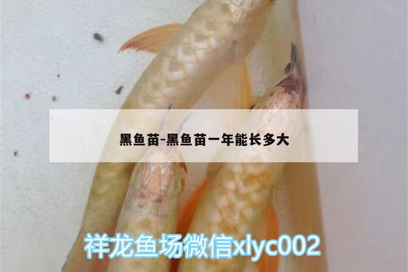 黑魚苗:黑魚苗一年能長(zhǎng)多大