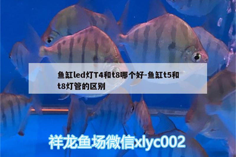 魚缸led燈T4和t8哪個(gè)好:魚缸t5和t8燈管的區(qū)別 白條過(guò)背金龍魚