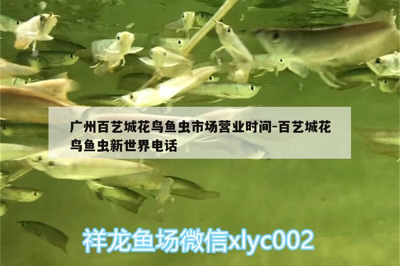 廣州百藝城花鳥魚蟲市場(chǎng)營(yíng)業(yè)時(shí)間:百藝城花鳥魚蟲新世界電話