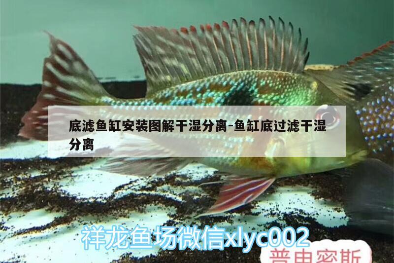 底濾魚缸安裝圖解干濕分離:魚缸底過濾干濕分離 斑馬鴨嘴魚苗