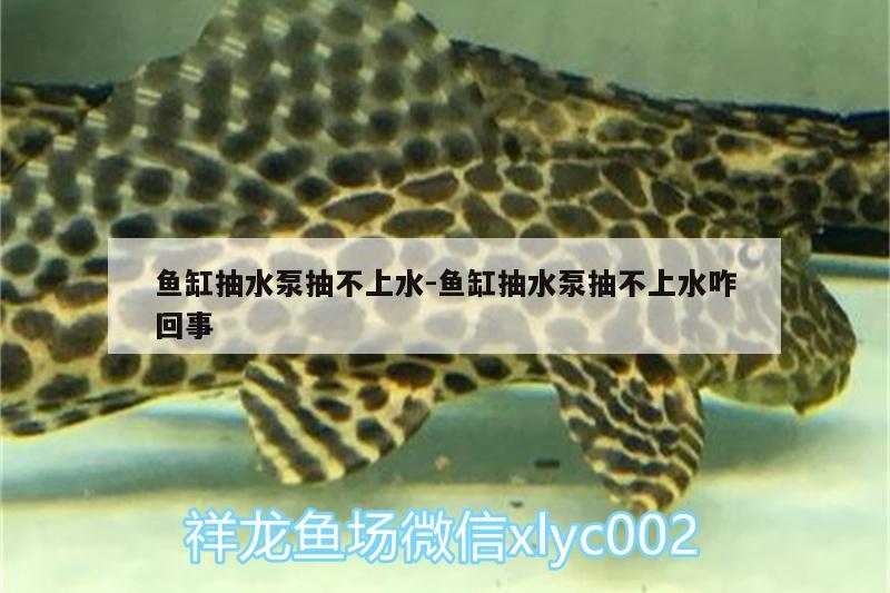 魚缸抽水泵抽不上水:魚缸抽水泵抽不上水咋回事 帝王三間魚