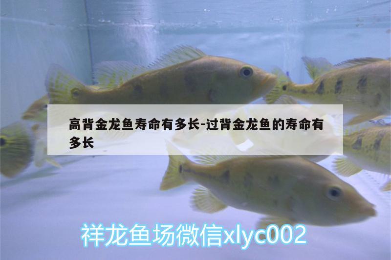 高背金龍魚壽命有多長:過背金龍魚的壽命有多長 高背金龍魚