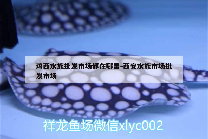 雞西水族批發(fā)市場(chǎng)都在哪里:西安水族市場(chǎng)批發(fā)市場(chǎng) 觀賞魚水族批發(fā)市場(chǎng)