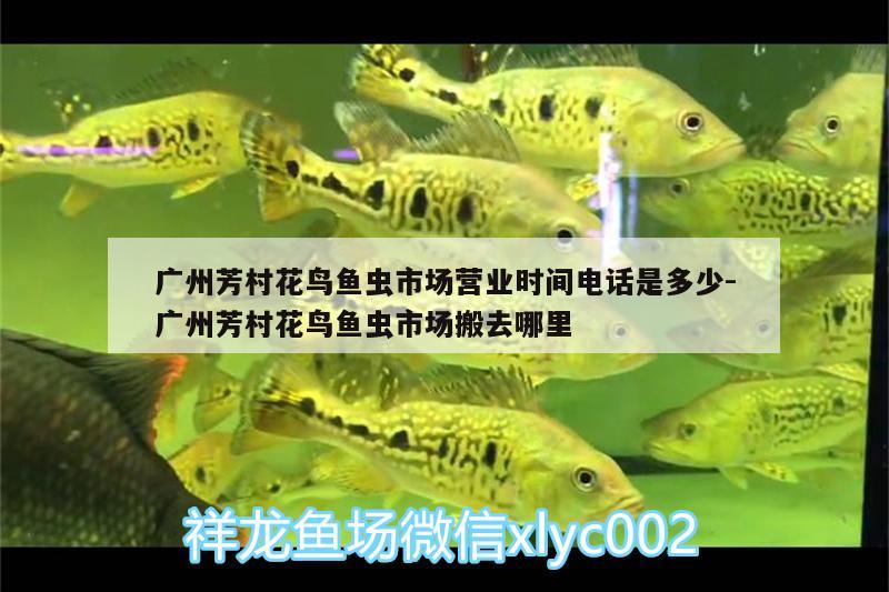 廣州芳村花鳥魚蟲市場營業(yè)時間電話是多少:廣州芳村花鳥魚蟲市場搬去哪里 銀河星鉆魚